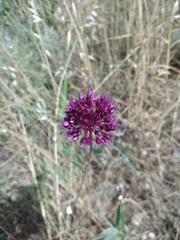 Allium atroviolaceum