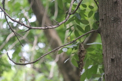 Cinnyris jugularis