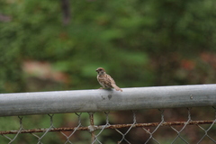 Passer montanus