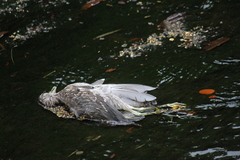 Nycticorax nycticorax