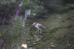 Nycticorax nycticorax