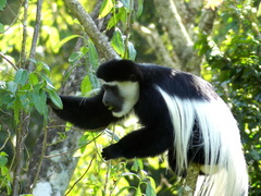 Colobus caudatus