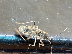 Elasmolomus squalidus