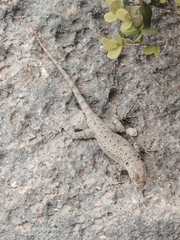 Sceloporus merriami