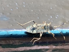 Elasmolomus squalidus