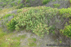 Malacothamnus palmeri