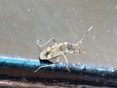 Elasmolomus squalidus