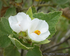 Malacothamnus palmeri