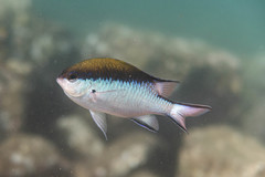 Chromis nitida