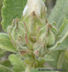 Malacothamnus palmeri