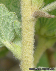 Malacothamnus palmeri