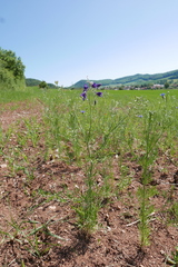 Delphinium consolida