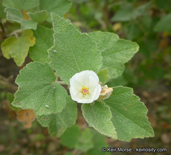 Malacothamnus palmeri
