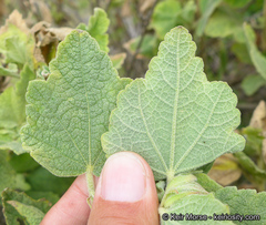 Malacothamnus palmeri