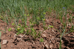 Ranunculus arvensis