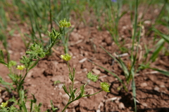 Ranunculus arvensis