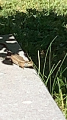Podarcis muralis