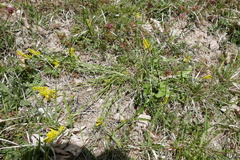 Genista tinctoria