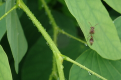 Ropalidia hongkongensis
