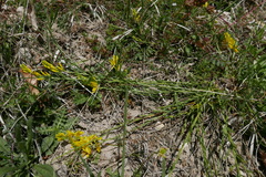 Genista tinctoria