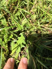 Phyllopertha horticola