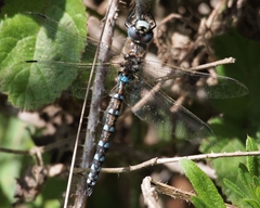 Rhionaeschna californica