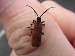 Pseudolycus rufipennis