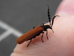 Pseudolycus rufipennis