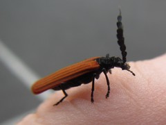 Pseudolycus rufipennis