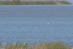 Aechmophorus clarkii