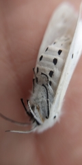 Spilosoma urticae