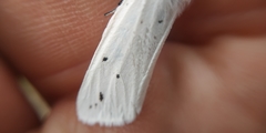 Spilosoma urticae