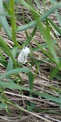 Spilosoma urticae