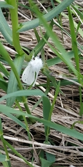 Spilosoma urticae