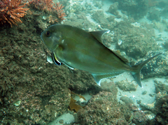 Seriola hippos
