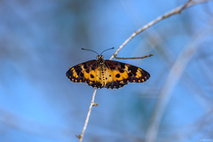 Acraea turna