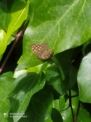 Pararge aegeria