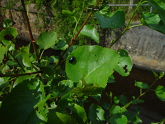 Alnus cordata
