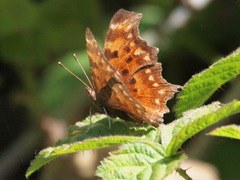 Polygonia oreas oreas