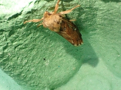 Korscheltellus fusconebulosa