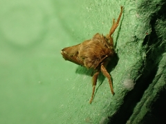 Korscheltellus fusconebulosa