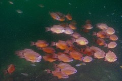 Ostorhinchus fleurieu