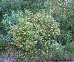 Malacothamnus involucratus