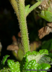 Malacothamnus involucratus