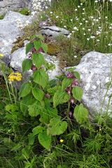 Lamium orvala