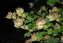 Malacothamnus involucratus