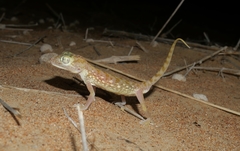 Stenodactylus doriae