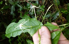 Jasminum dinklagei