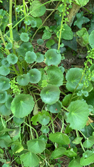 Umbilicus rupestris