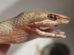 Psammophis aegyptius